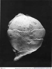 Historisches Foto von Eodromites grandis (von Meyer, 1857) (NHMW-AFW-GEO-BACHMAYER-FOTO-1990-0041-0006a)